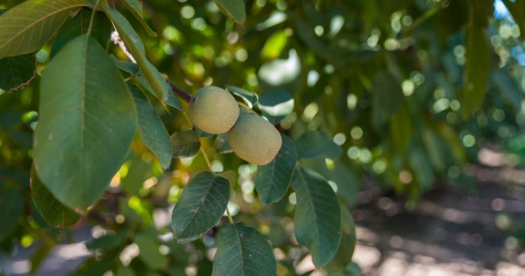 Walnut Farm - 20180407 - 4292-min-2-min